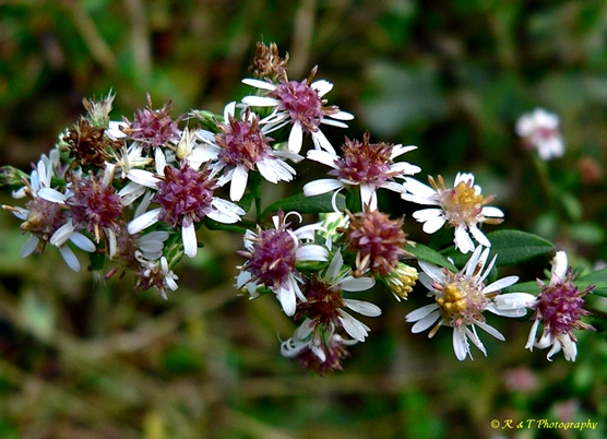 {Symphyotrichum lateriflorum}